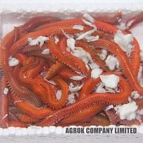 Live Bait Yem Seçiminde Doğru Adres: 8 Live Bait Bayileri Live Bait Yem Seçiminde Doğru Adres: 8 Live Bait Bayileri