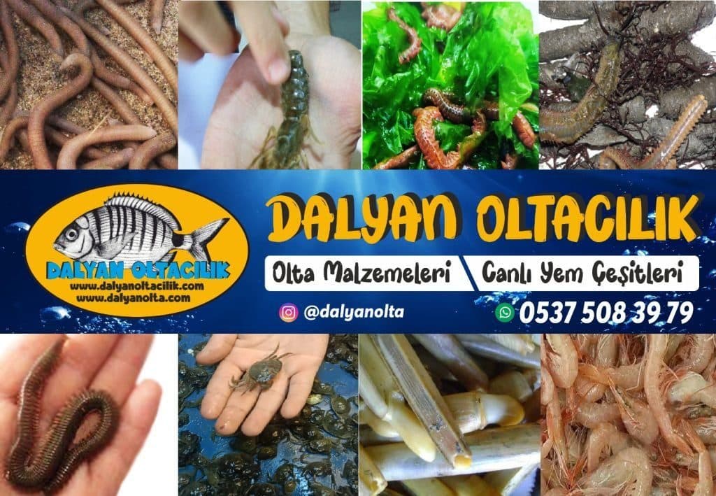 Genel Canlı Yem Çeşitleri ve Balık Avında Doğru Yem Seçimi