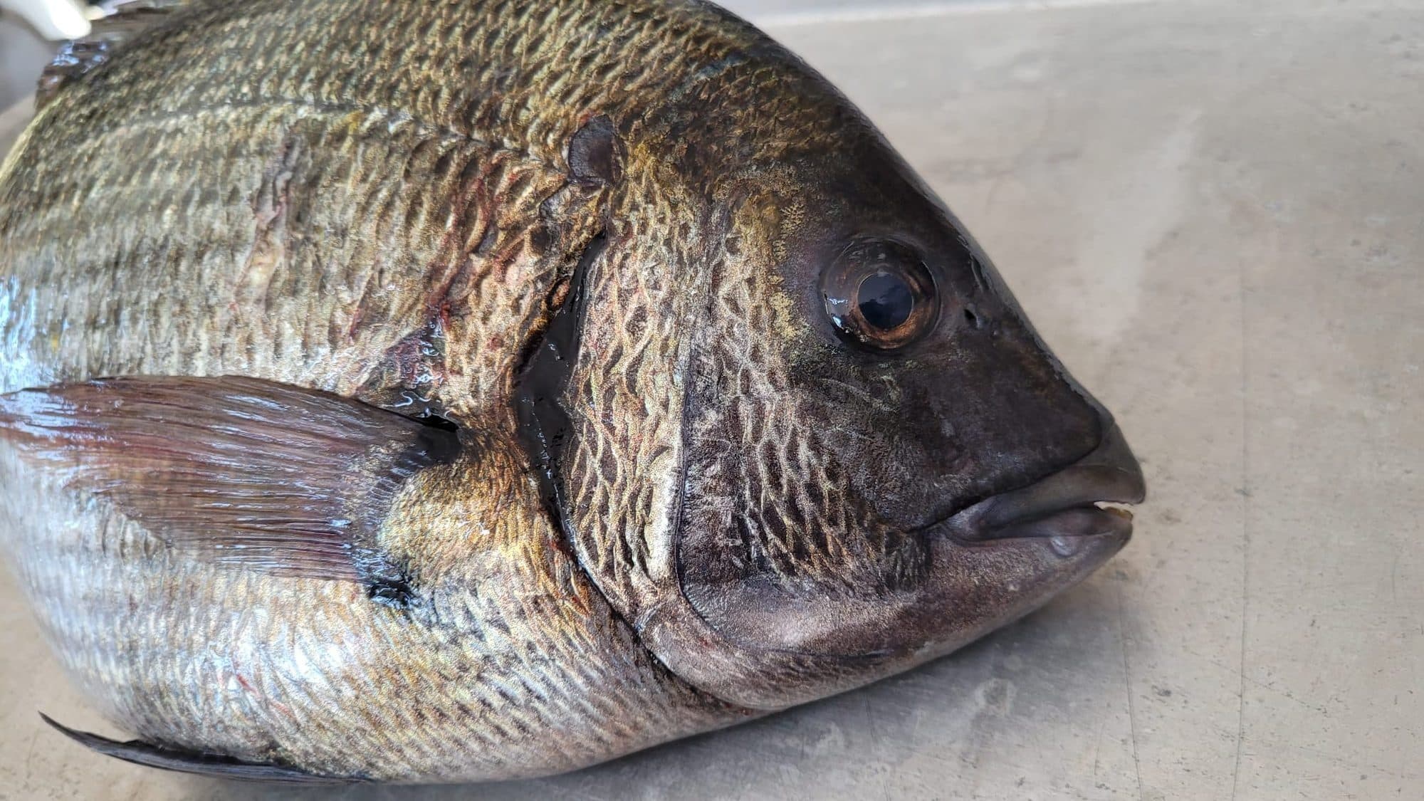 Kaya Kurdu Nedir? Surf Casting Avlarında Neden Etkilidir? Kaya Kurdu Nedir? Surf Casting Avlarında Neden Etkilidir?