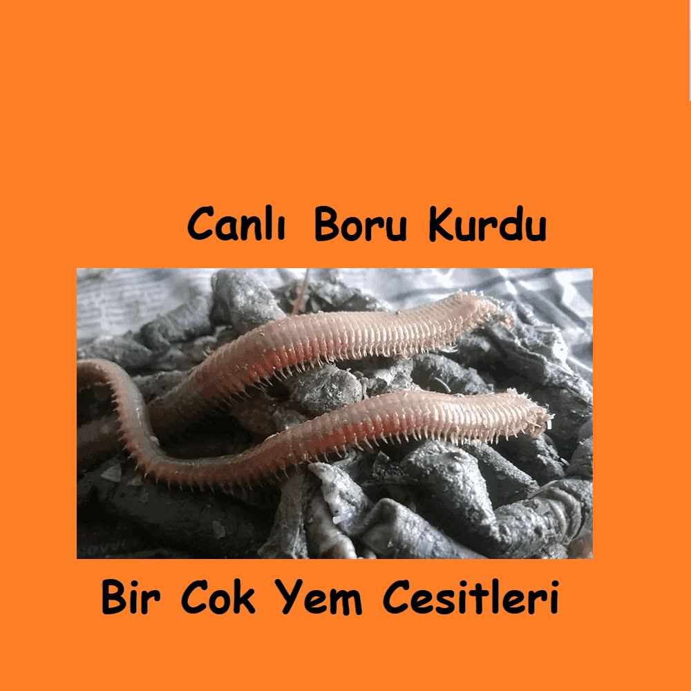 Canlı Boru Kurdu Sipariş: Aynı Gün Kargo Taze Yem Fırsatı Canlı Boru Kurdu Sipariş: Aynı Gün Kargo Taze Yem Fırsatı