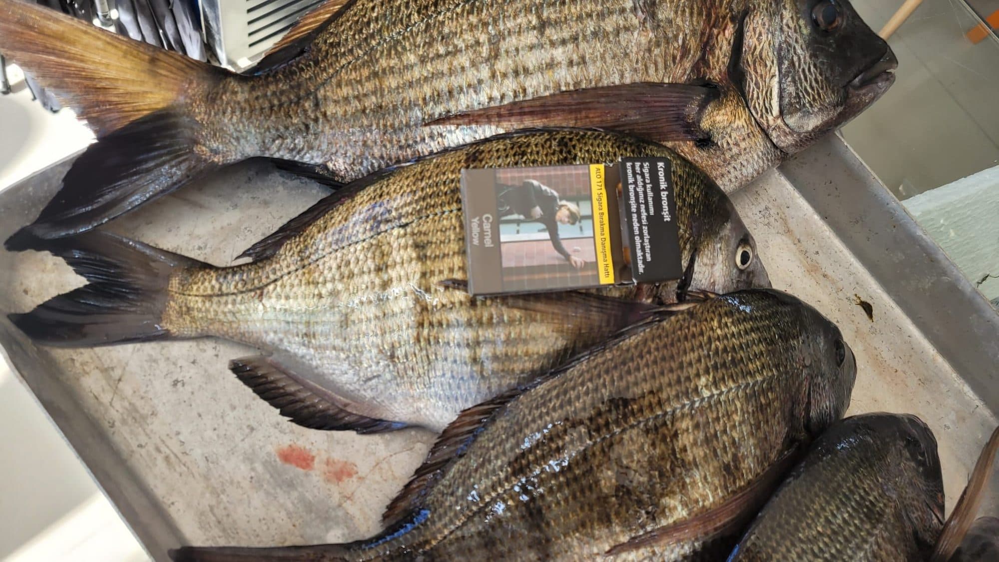 canlı sülünez, levrek avı, çipura avı, sülünez yemi, canlı yem ile balık avı, oltayemi.com sülünez, surf casting dip takımı